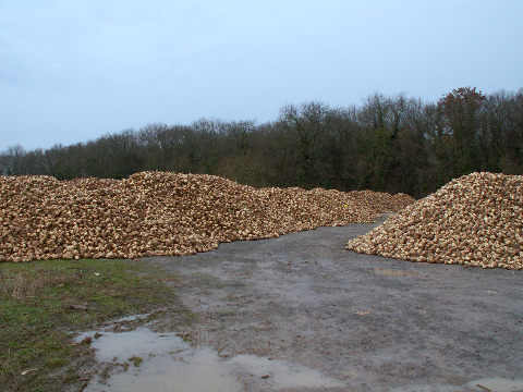 Sugar beets at Orival Wood