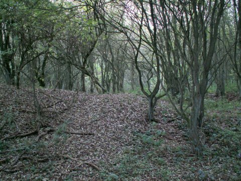 Looking into the wood