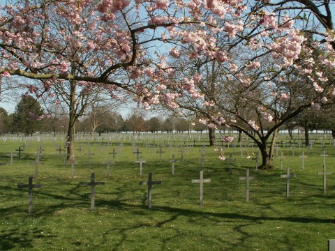 Spring blossom adds a touch of colour