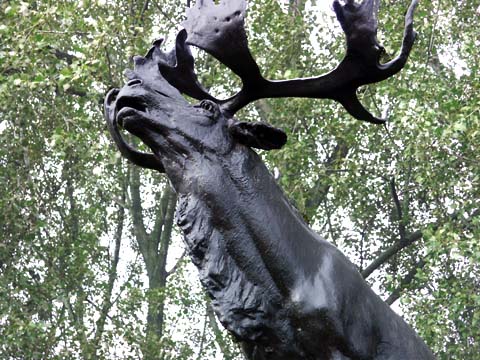 The Newfoundland caribou at Harlebeke near Kortrijk