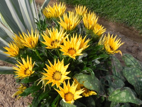 Pheasant Wood Cemetery