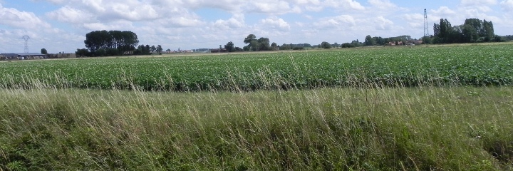 La Quinque Rue Festubert