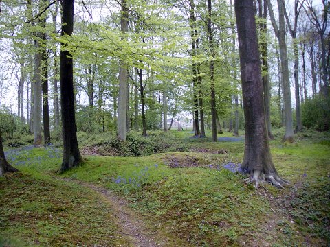 Delville Wood