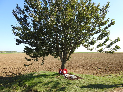 The replacement Lone Tree at Loos