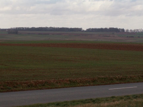 Looking across towards Havrincourt Wood