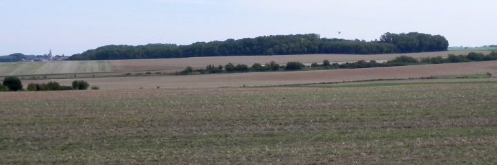 Looking towards Gauche Wood